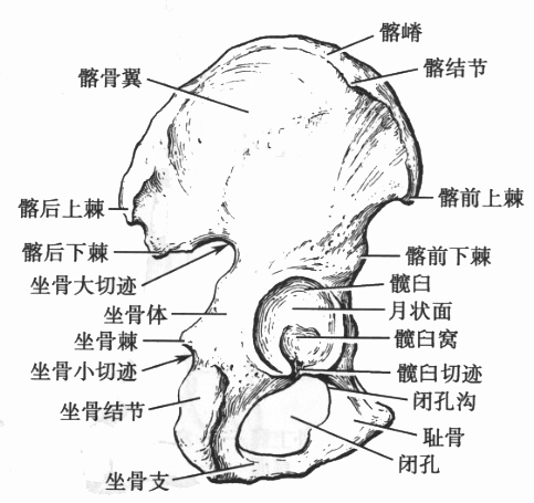  p>下肢骨分为 a target="_blank" href="/item/下肢带骨/1065146"