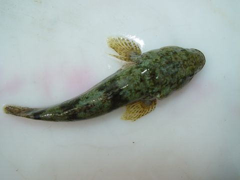  p>塘鳢(táng,lǐ)鱼科鱼类约有16属30种.