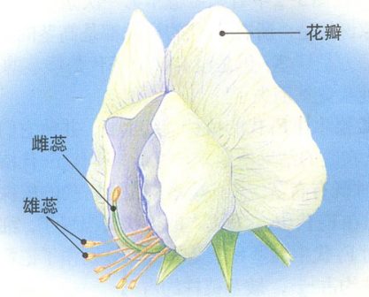 孟德尔定理展示