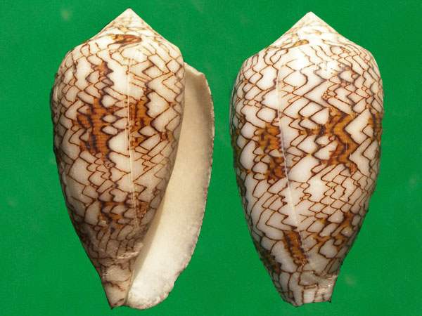 织锦芋螺