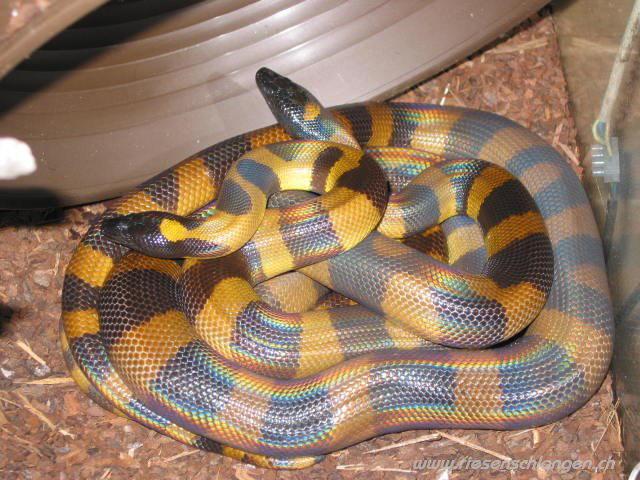  p>唇窝蟒属于 a target="_blank" href="/item/蟒蛇科/1877485" data