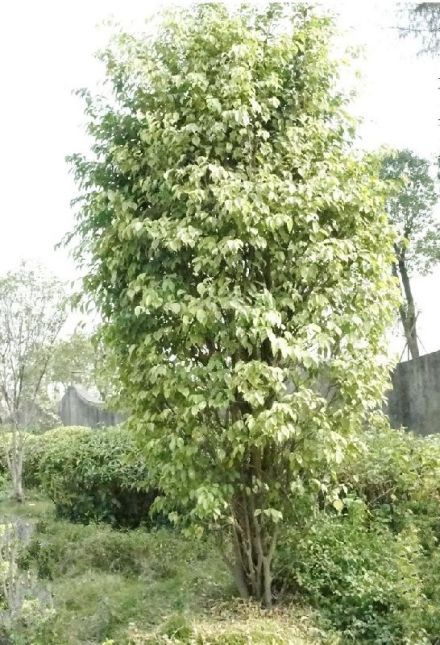 垂叶榕_百度百科