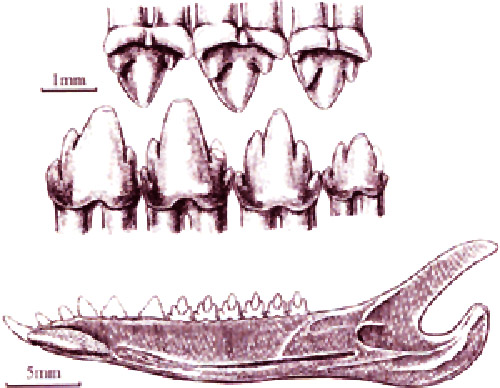  p>五尖张和兽是一种生活在 a target="_blank" href="/item/白垩纪