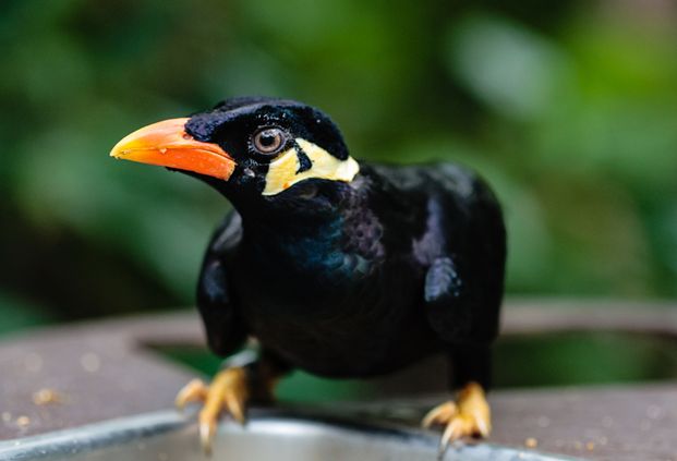  p>鹩哥(学名: i>gracula religiosa /i>):是 a target="_blank" href