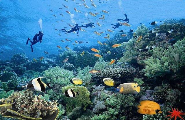 证,借助安全的设施远离嘈杂陆地,置身于宁静海底欣赏水中斑斓的世界