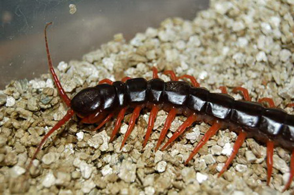 马来西亚巨人蜈蚣