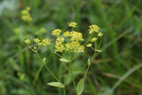  p>兴安柴胡( i>bupleurum sibiricum /i> vest):伞形科柴胡属多年生