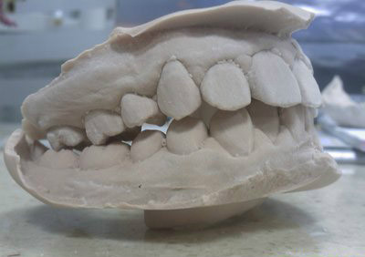  p data-id="gnx26r5eq3">牙模是牙齿的模型