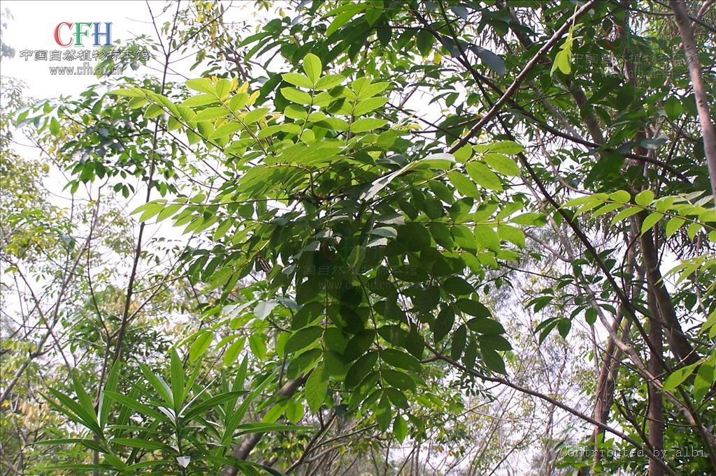  p>火焰树属(学名:spathodea), a target="_blank" href="/item/紫葳