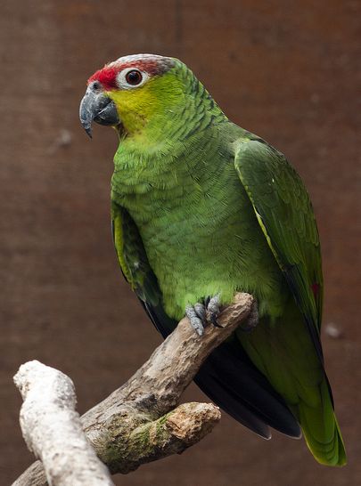 红尾亚马逊鹦鹉