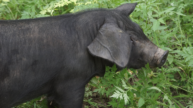 徒河黑猪
