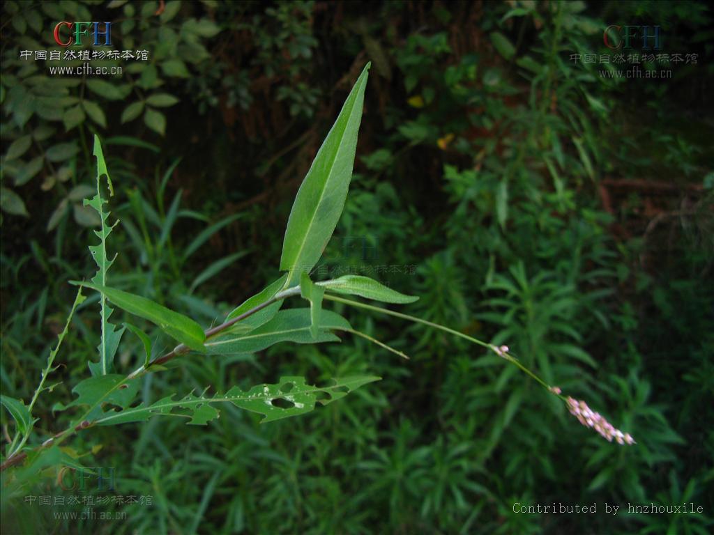  p>愉悦蓼,是 a data-lemmaid="10130404">蓼属 /a>野生植物,生于山坡