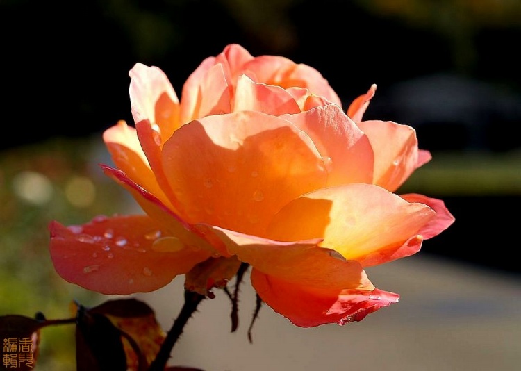  p>二便士草,自古以来,基督教里就有将圣人与特定花朵连结在一起的