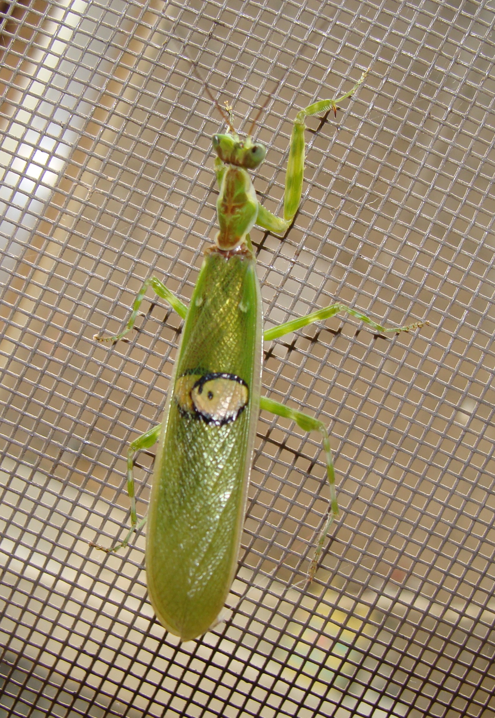  p>丽眼斑螳, a href="#" data-lemmaid="4668806">雄性 /a>后翅臀域