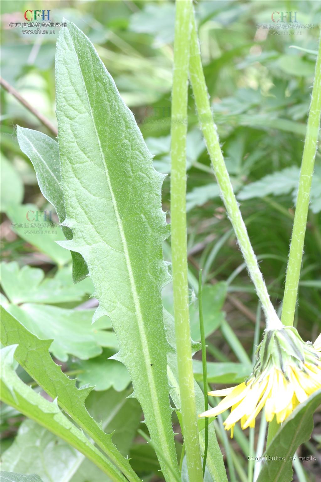 叶宽倒披针形或披针状白缘蒲公英倒披针形,长10-30