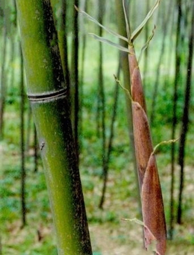  p>紫蒲头灰竹(学名: i>phyllostachys nuda /i> mcclure f.