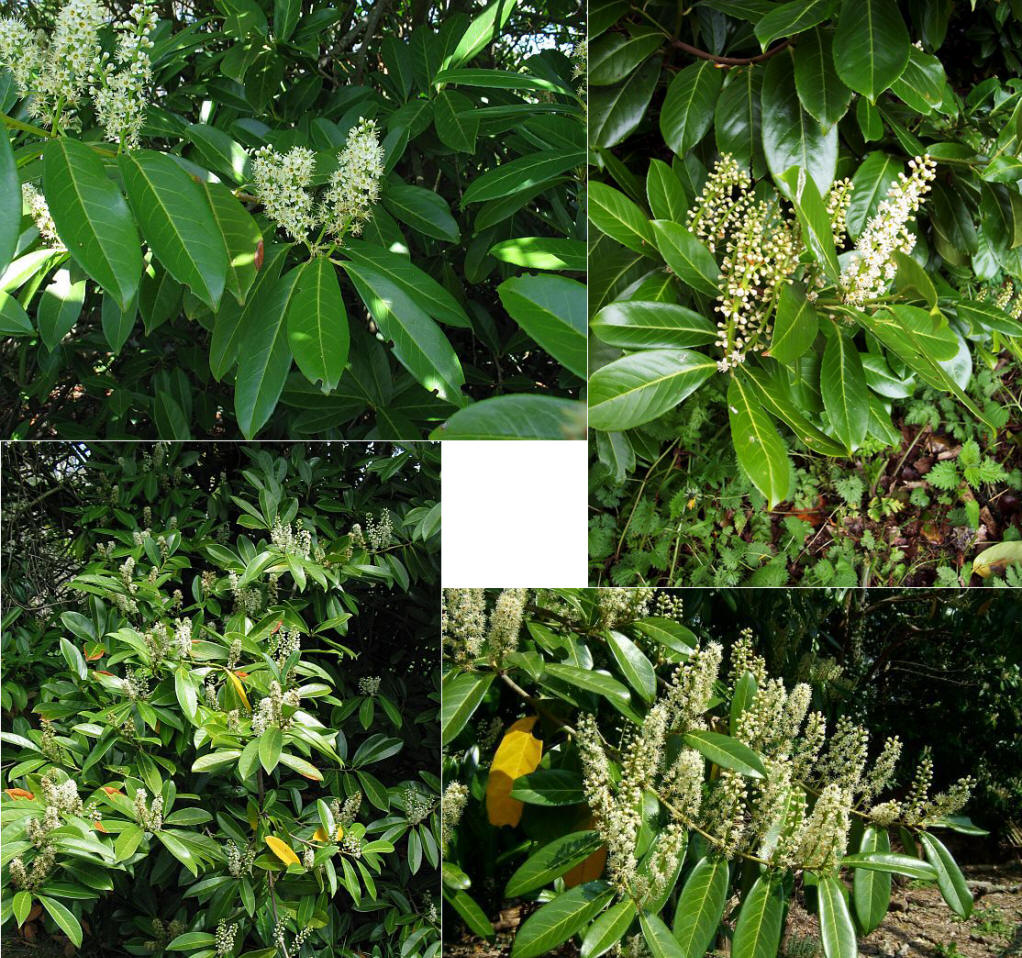  p>桂樱(学名: i>prunus /i>  i>laurocerasus /i> l.