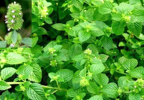  p>风轮菜为 a href="#" data-lemmaid="2381957">唇形科 /a>, a href