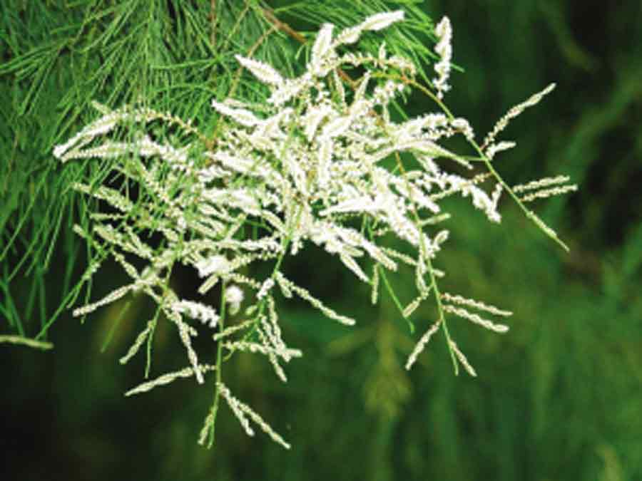  p>多枝柽柳( i>tamarix ramosissima /i> lcdcb)柽柳科柽柳属灌木或