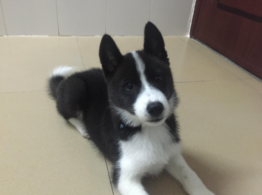 其实土狗也可以很美好 百科ta说