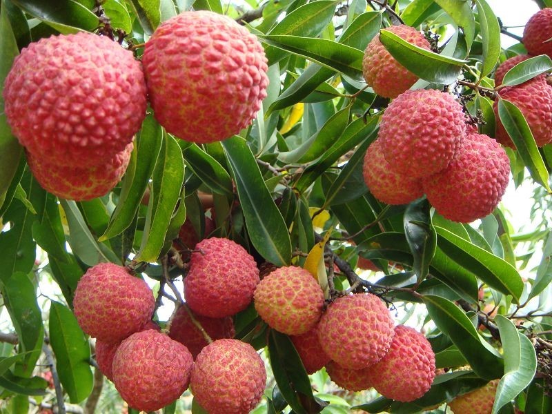 草莓荔