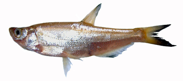 体长形,侧扁,背缘较平直,腹部在腹鳍基至肛门具腹棱,尾柄较长.