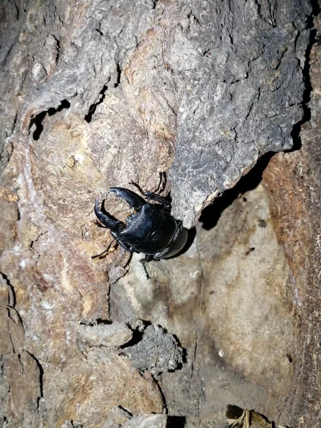 是我国最常见的锹甲,饲养容易,是新手养锹甲的入门品种,幼虫用发酵