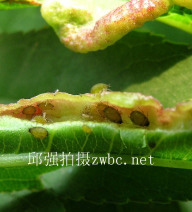 tuberocephalus mononis