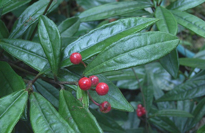  p>细罗伞,小 a href="#">灌木 /a>,高达35厘米,有时具 a href="#"