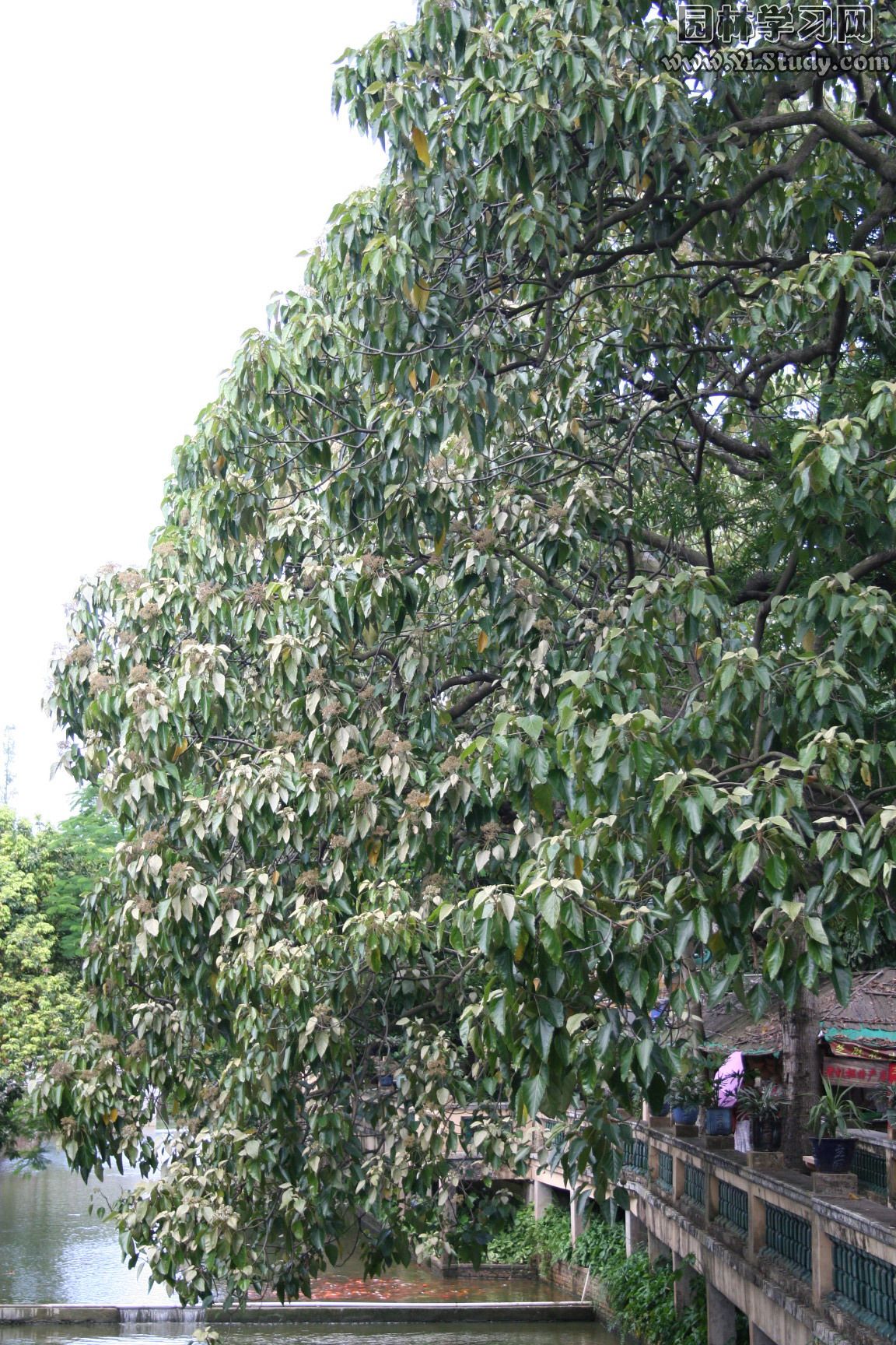  p> b>石栗 /b>,(拉丁学名:aleurites moluccana (l.