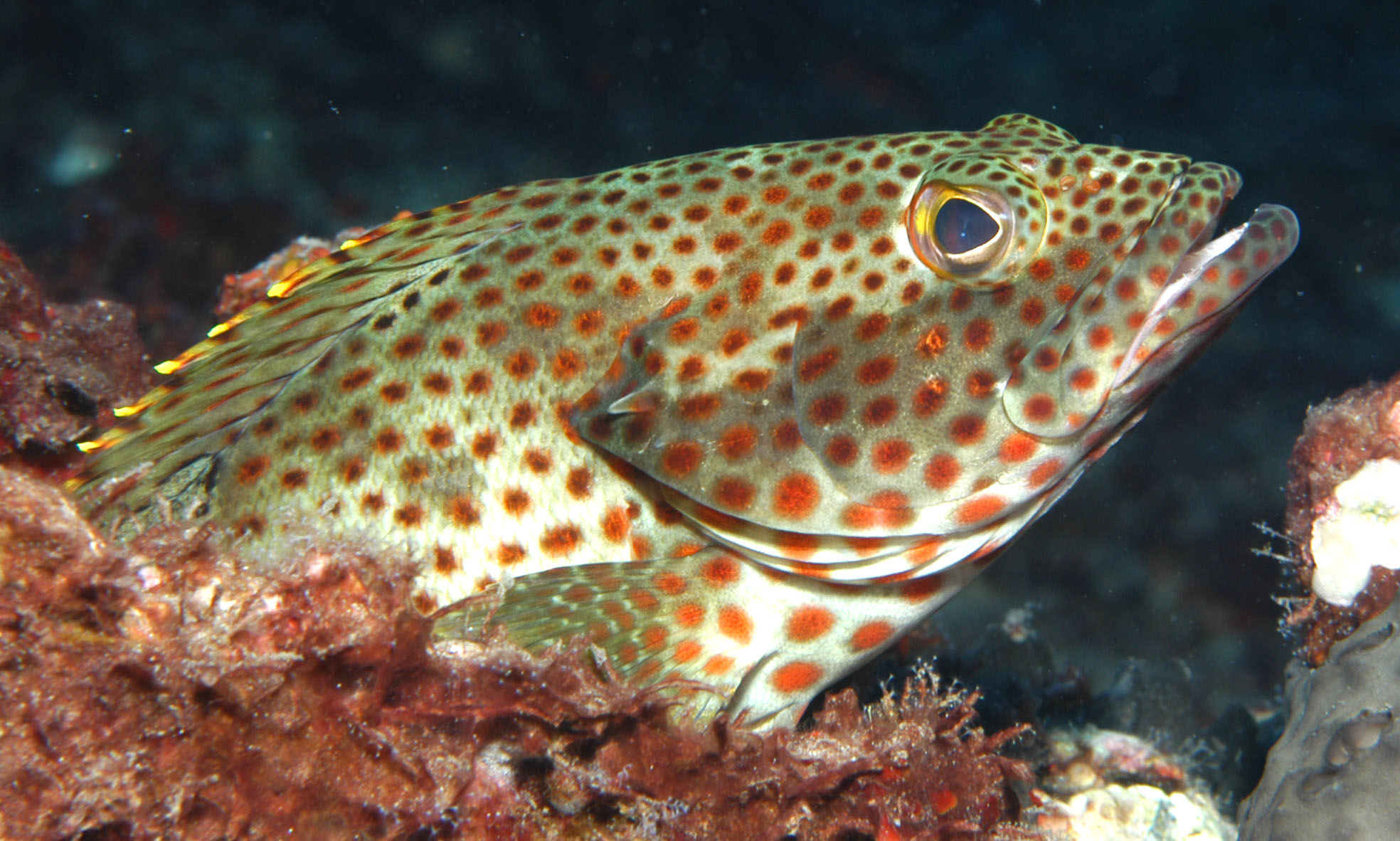  p>岩石斑鱼(学名: i>epinephelus adscensionis /i>)是石斑鱼科,石斑