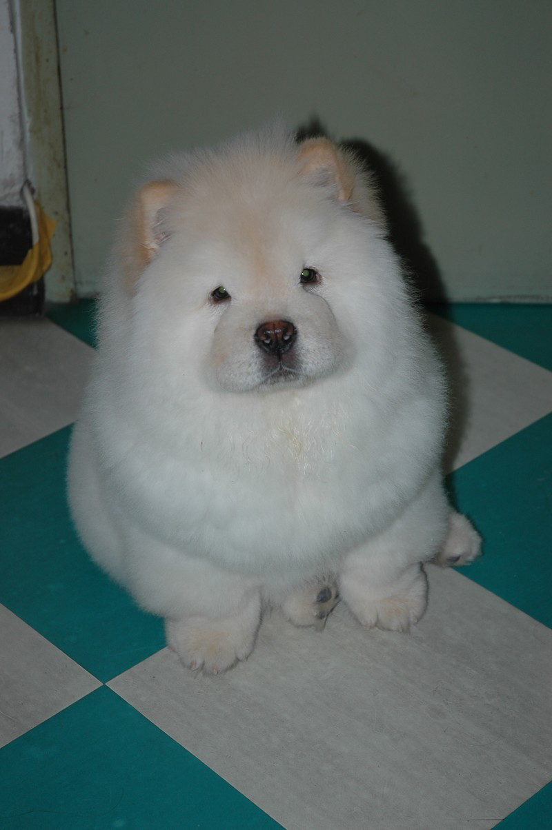 松狮犬chowchow