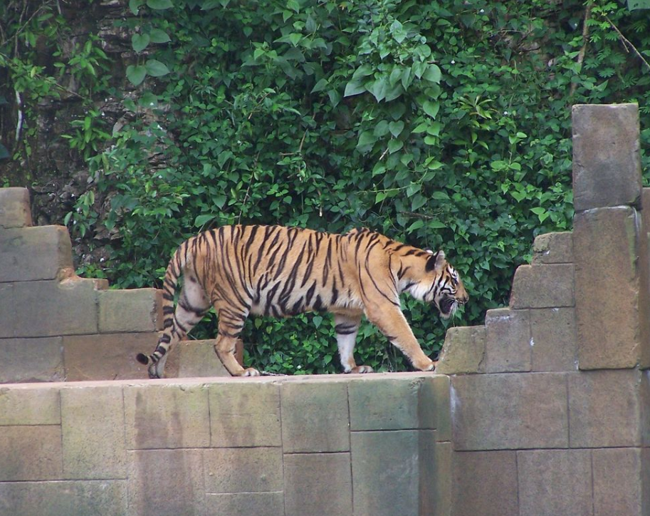  p>马来亚虎(学名: i>panthera tigris jacksoni /i>):是第三小的老虎