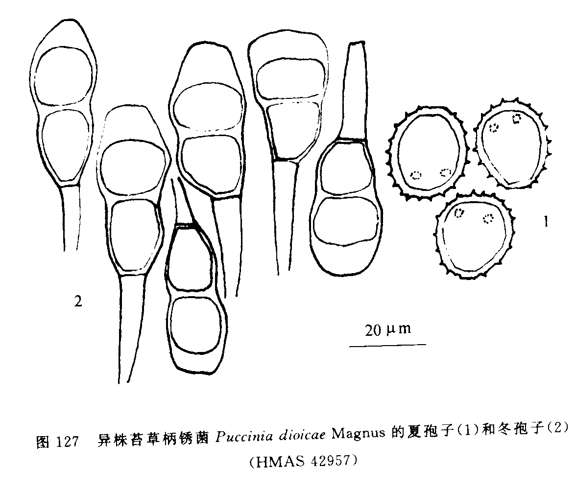 p>老芒麦柄锈菌,属锈菌目,柄锈科,拉丁名为puccinia elymi-sibirici.