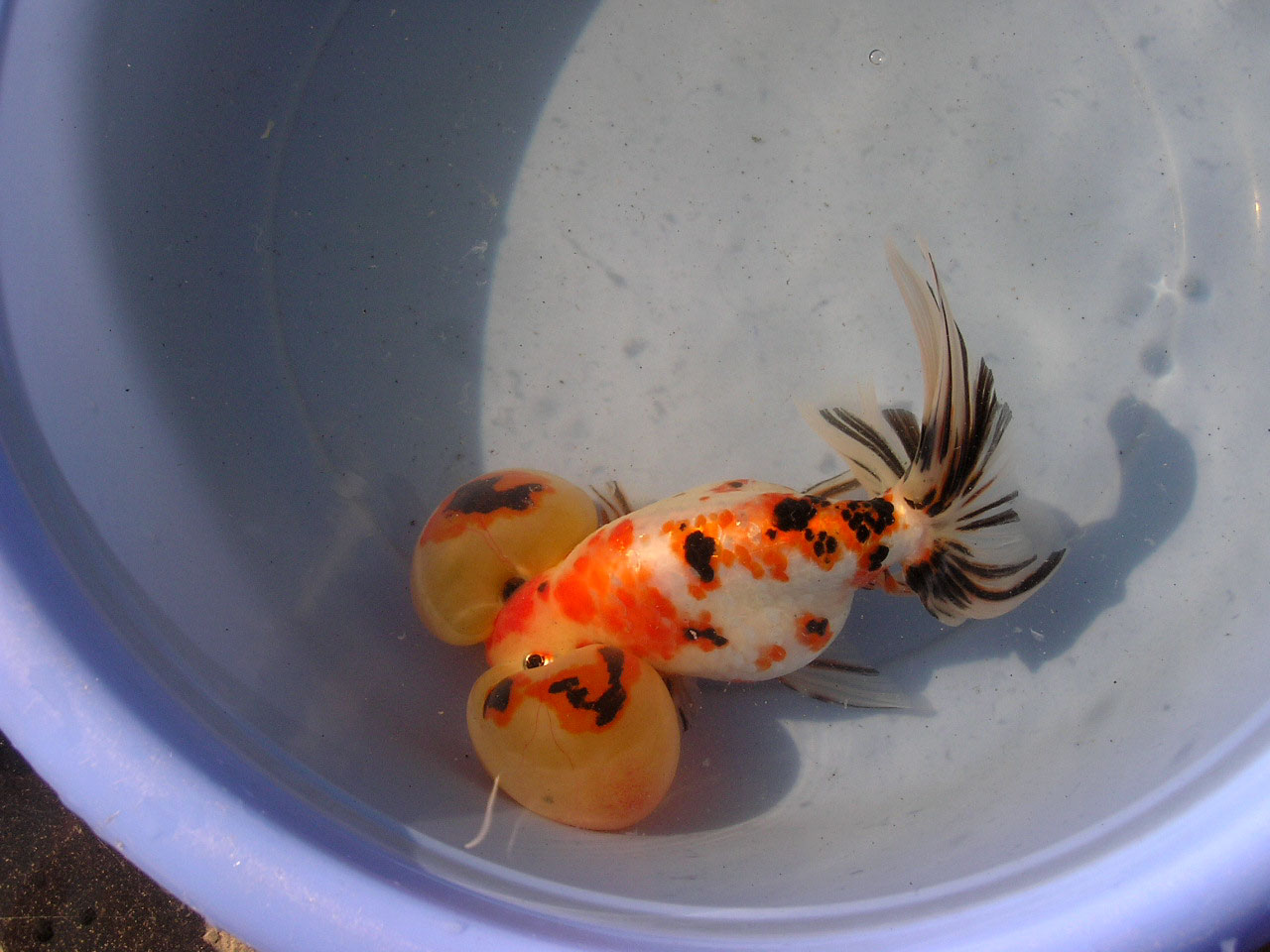  p data-id="gn82n6mt66">"五花水泡"是金鱼水泡种中颇受人们喜爱的一