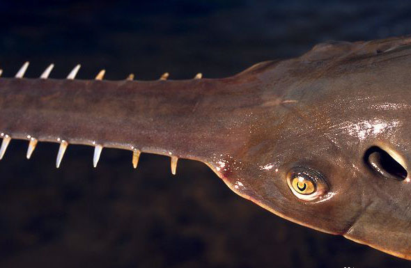  p>小齿锯鳐(学名: i>pristis microdon /i>)是锯鳐科,锯鳐属鱼类.