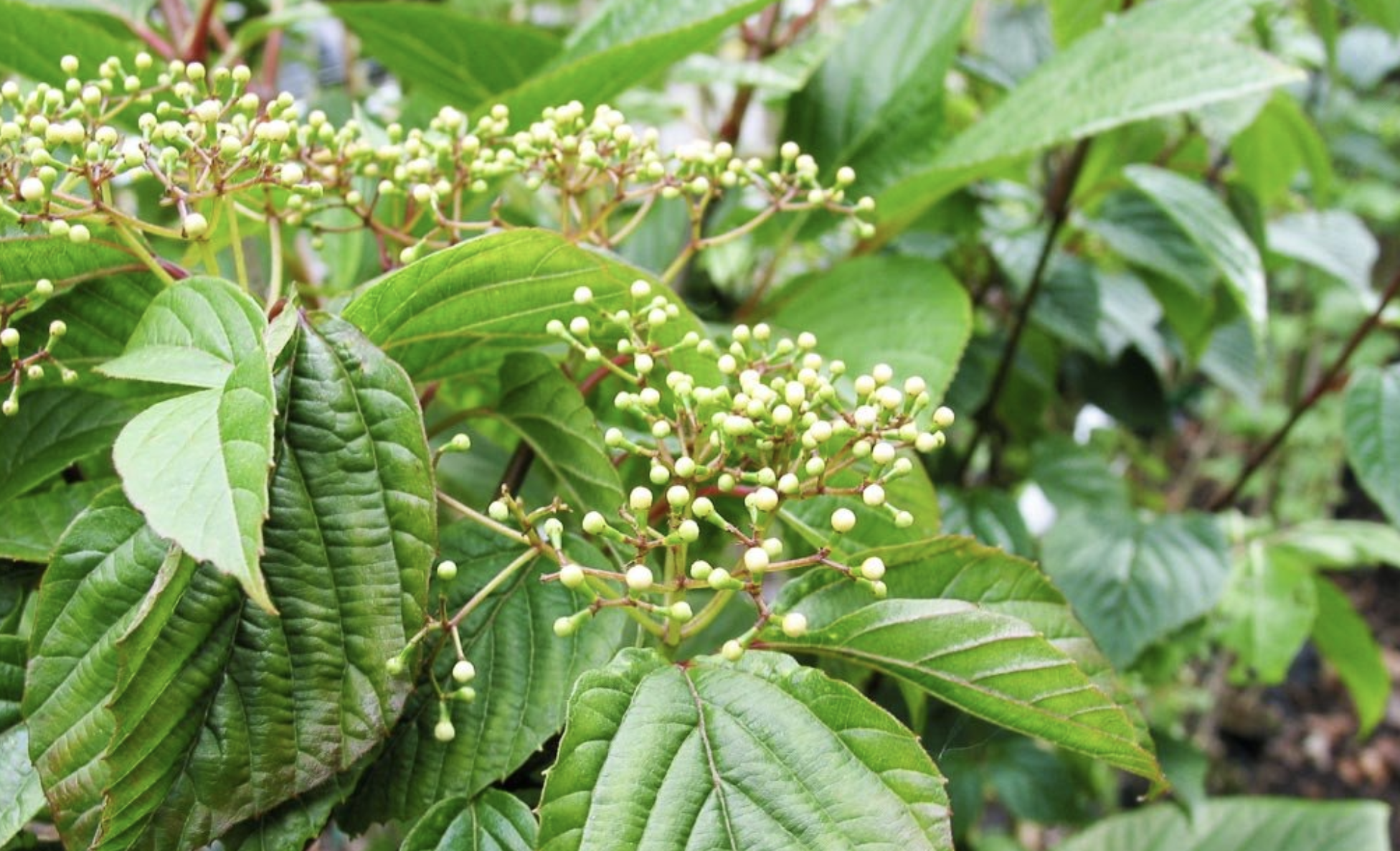  p>阔叶荚蒾(学名: i>viburnum lobophyllum /i> graebn.