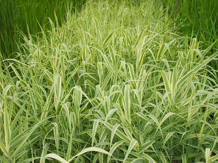  p>arundo j. 芦竹属,禾本科,分布于热带和温带地区,我国常见有芦竹a.