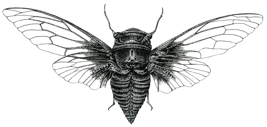  p data-id="tj0dznhnqulx">蚱蝉(学名: i>cryptotympana atrata /i>)