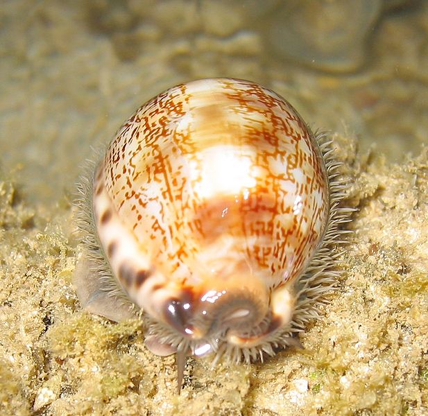  p>软体动物门中腹足目的1科.热带和亚热带生活的种类,完全海产.