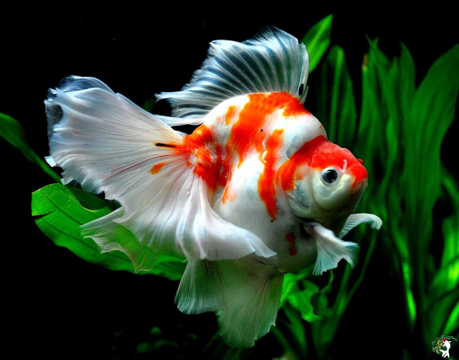  p>镏金金鱼的主要特征是体型短而圆,眼球正常,头尖,各鳍发达,四开