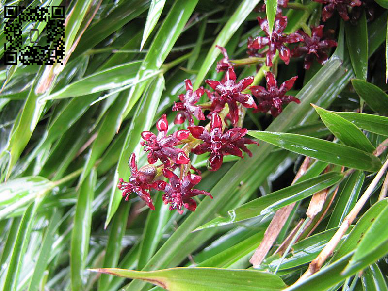  p>黑紫藜芦 i>(学名:veratrum japonicum) /i>,是百合科 a target="