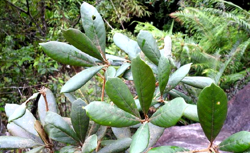  p>福建青冈(学名: i>cyclobalanopsis chungii  /i>(metc.) y. c.