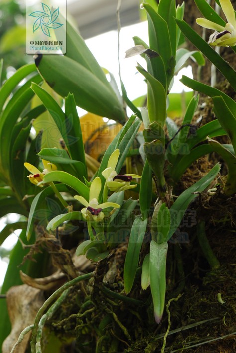  p>叉唇万代兰(拉丁学名: i>vanda cristata /i> lindl.