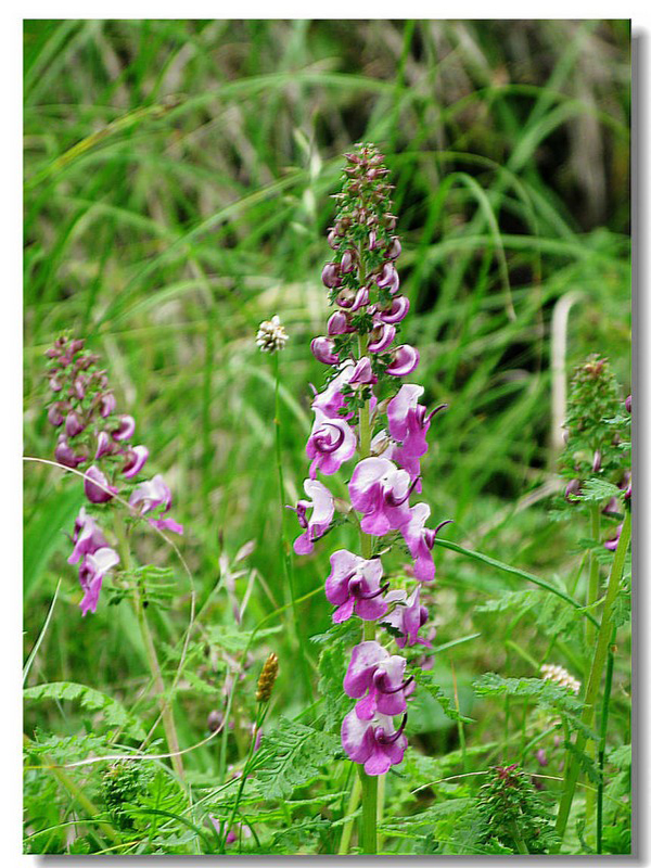  p>又名太白乌头, a target="_blank" href="/item/多年生草本