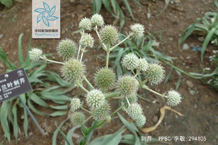  p>刺芹(学名: i>eryngium foetidum /i> l.)是伞形科刺芹属植物.