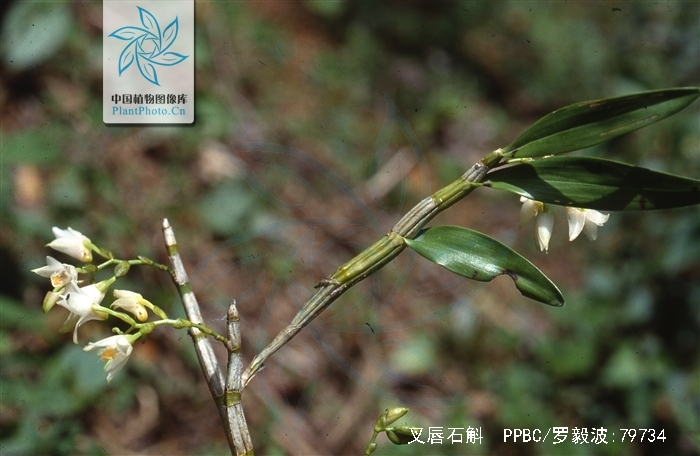  p>叉唇石斛(学名: i>dendrobium stuposum /i>  lindl.