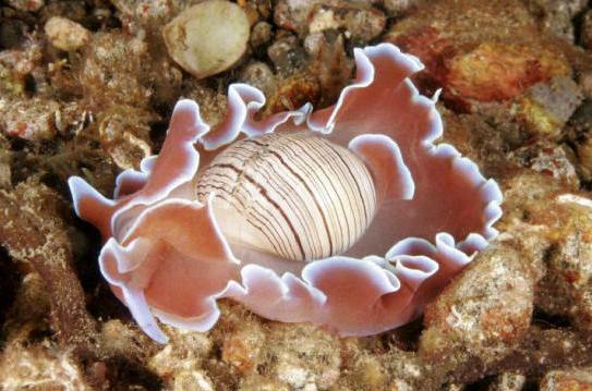  p>前鳃亚纲(prosobranchia),腹足纲中最大的 a href="#" data-lemma