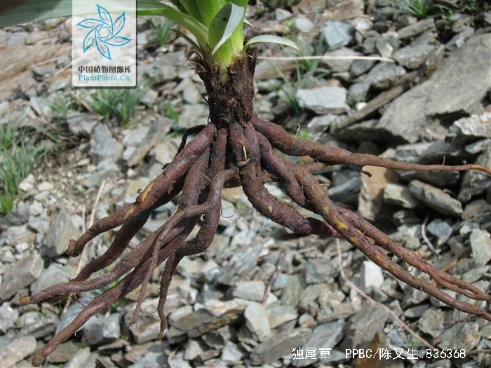  p>独尾草(学名: i>eremurus chinensis /i> fedtsch.