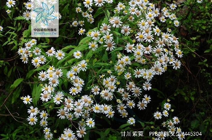  p>甘川紫菀(学名: i>aster smithianus  /i>hand. -mazz.